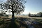 SunTreeMeadowDec22.jpg