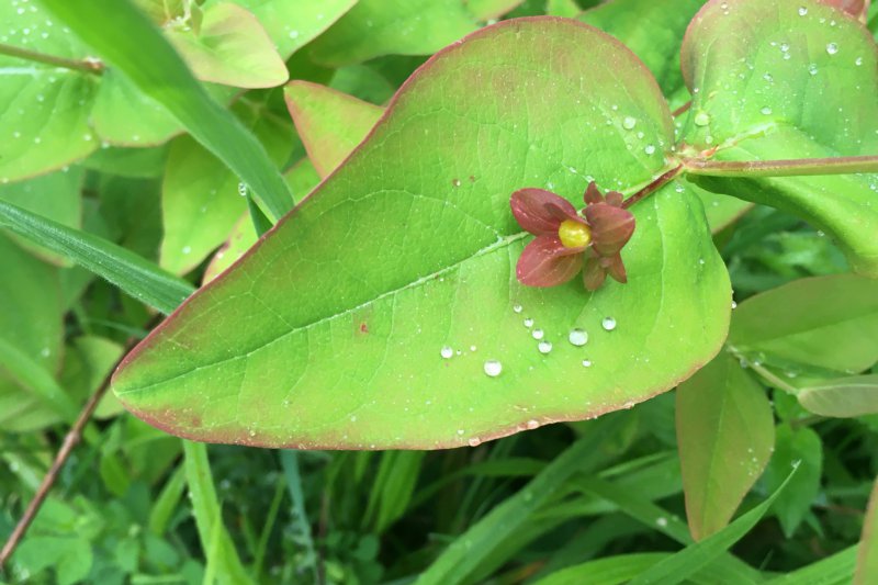 DropletsFlowerMay24/jpg