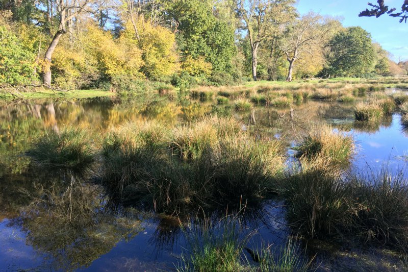 FloodedMeadowNov23/jpg 
