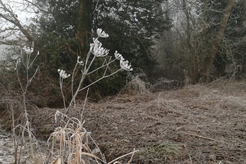 FrostHogweedJan23/jpg  