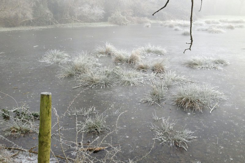IceTussocksJan23/jpg   