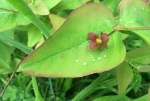 DropletsFlowerMay24.jpg