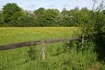 YellowMeadowMay23.jpg  