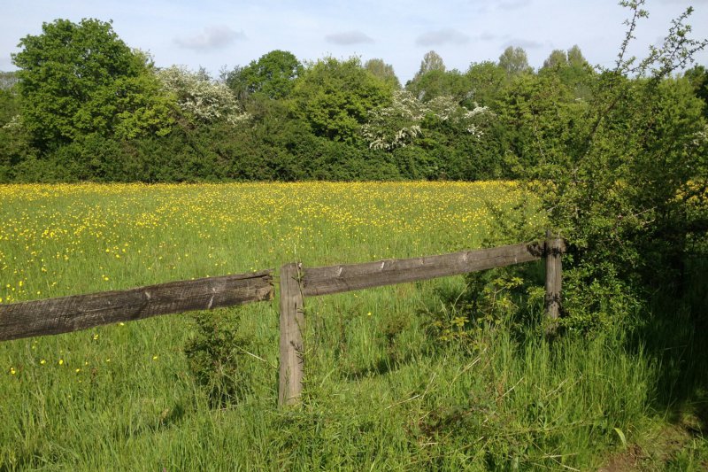 YellowMeadowMay23/jpg  