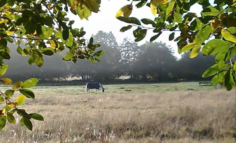 02HorseMist/jpg