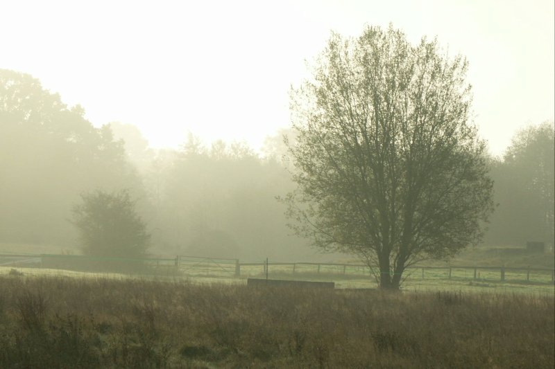 14MeadowTreeMist/jpg