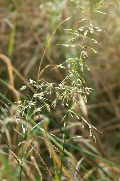 17GrassDew/jpg