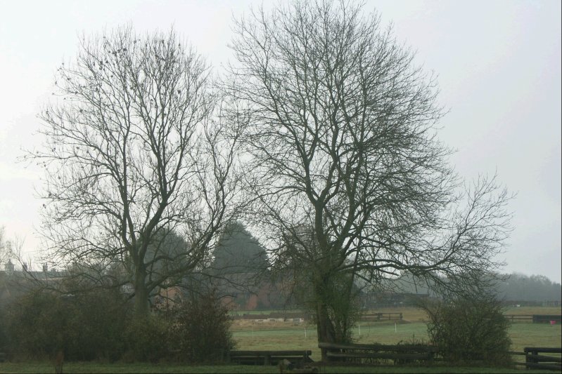 19Trees/jpg