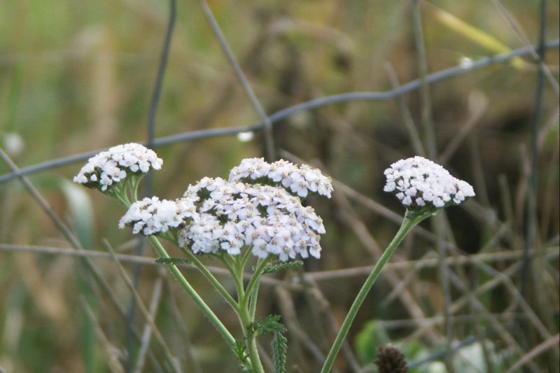 23Yarrow/jpg