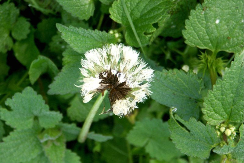 24Deadnettle/jpg