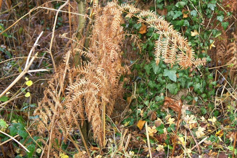 28Bracken/jpg