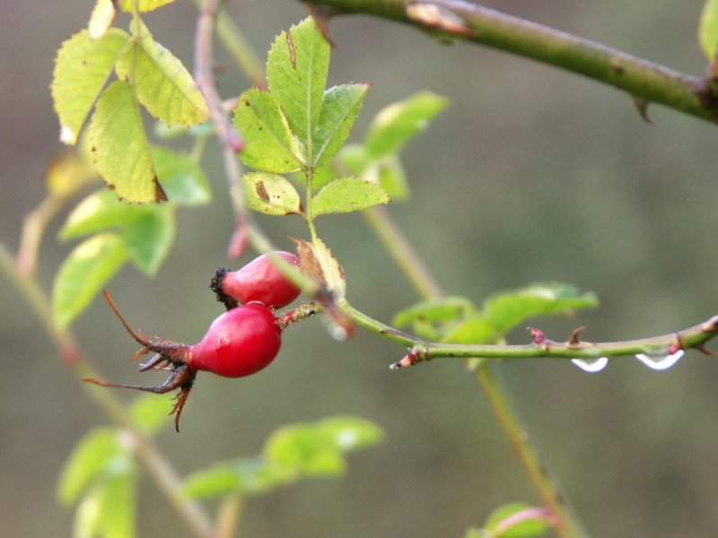 29RoseHip/jpg