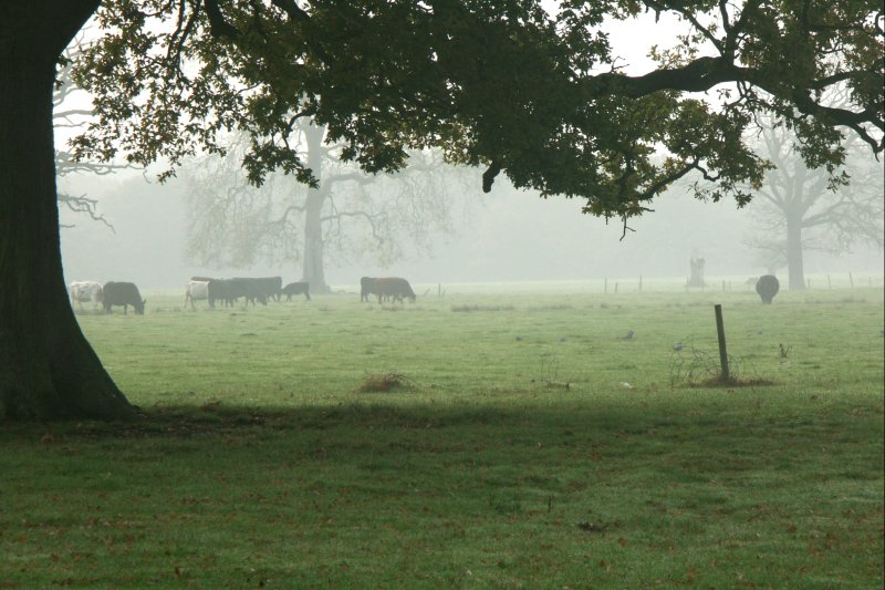 33Cows/jpg