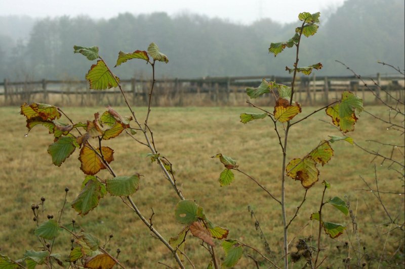 34BeechLeaves/jpg