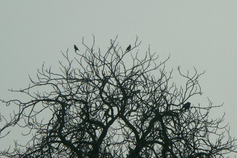 37Crows/jpg