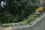 11MossLichen.jpg