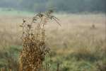 15Willowherb.jpg