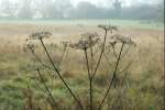 16Hogweed.jpg