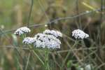 23Yarrow.jpg