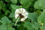 24Deadnettle.jpg