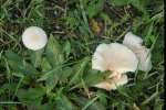 25Fungi.jpg