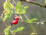 29RoseHip.jpg