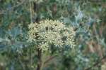 35Hogweed.jpg