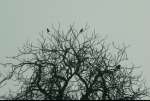 37Crows.jpg