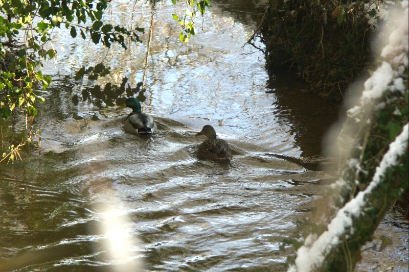 Ducks/jpg