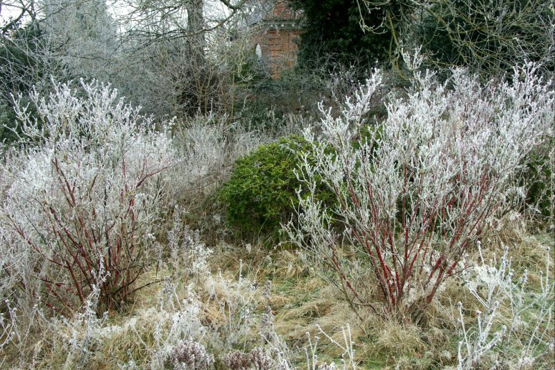 BushesFrost/jpg            
