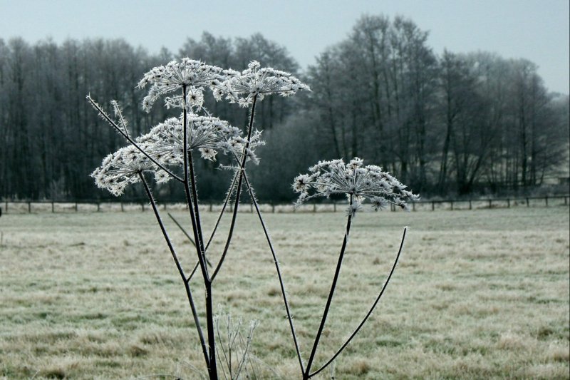 HedgeParsleyFrostTrees/jpg 