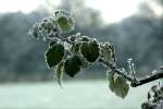 BlackberryFrost4.jpg       
