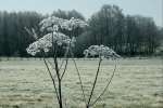HedgeParsleyFrostTrees.jpg 