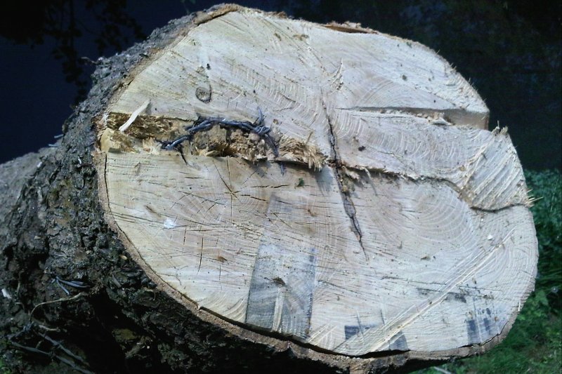 TreeCutBarbWireApr11/jpg