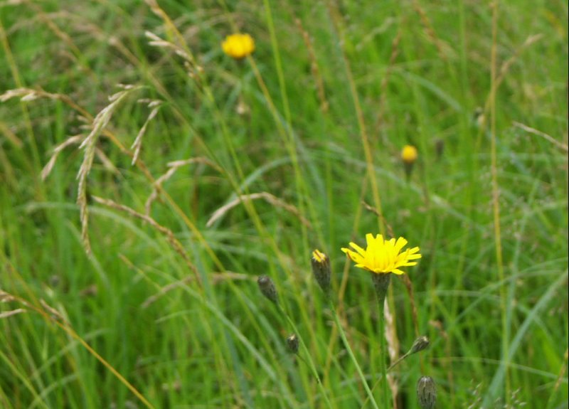 PICT00977/JPG