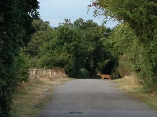 LudgroveDeer/jpg