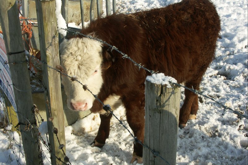 Cow/jpg