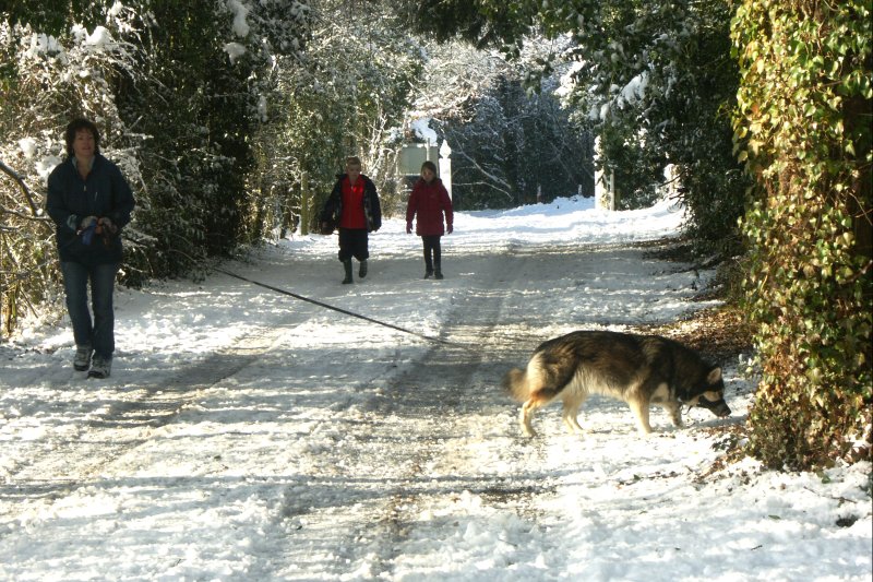 DogWalkers/jpg