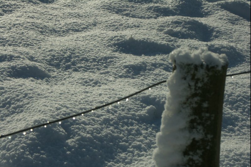 DropsOnFence/jpg