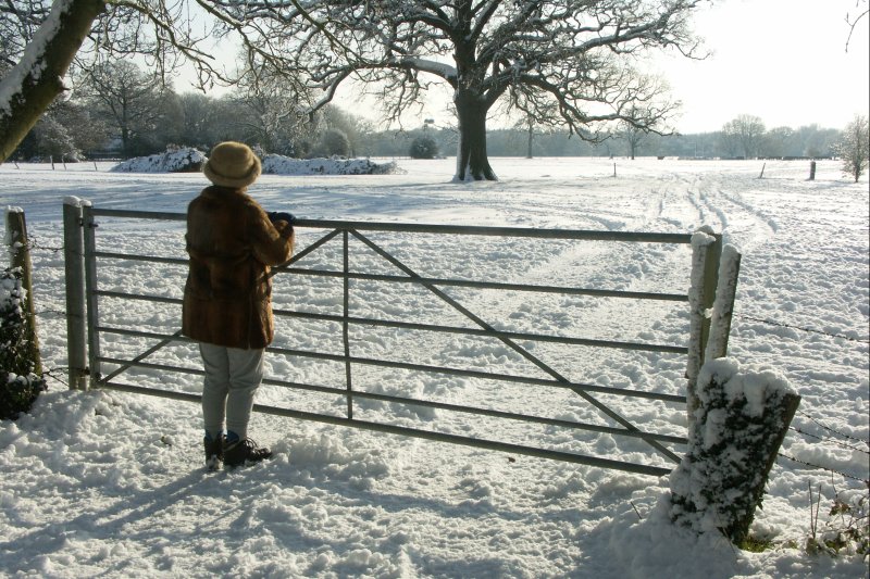 Gate+Cows/jpg
