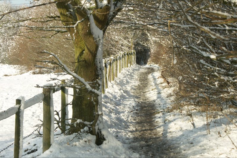 PathTrees4/jpg