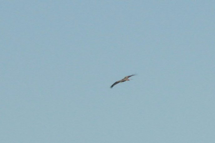 RedKite/jpg