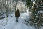 IntoWood.jpg