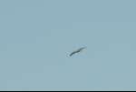 RedKite.jpg
